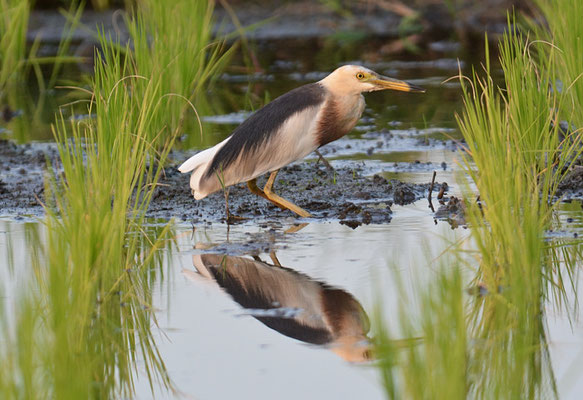 PRACHTREIHER, JAVAN POND HERON, ARDEOLA SPECIOSA