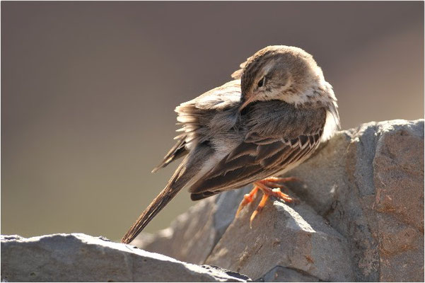 KANARENPIEPER, BERTHELOT´S PIPIT, ANTHUS BERTHELOTII