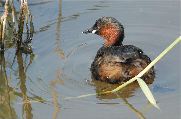 ZWERGTAUCHER, LITTLE GREBE, TACHYBAPTUS RUFICOLLIS