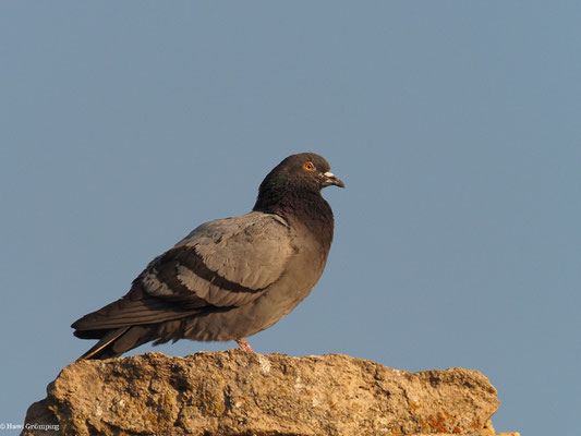 FELSENTAUBE, ROCK DOVE, COLUMBA LIVIA