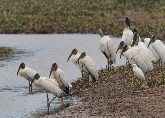 WALDSTORCH, WOOD STORK, MYCTERIA AMERICANA