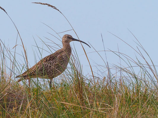 Brachvogel