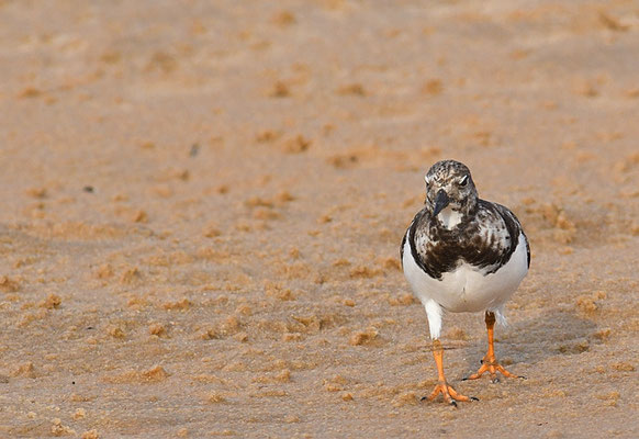 STEINWÄLZER, RUDDY TURNSTONE, ARENARIA INTERPRES