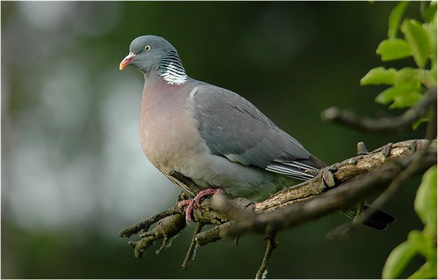 RINGELTAUBE, WOOD PIGEON,  COLUMBA PALUMBUS