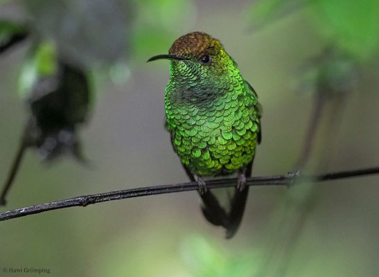 BRONZEKOPF-ELVIRAKOLIBRI, COPPERY-HEADED EMERALD, ELVIRA CUPREICEPS