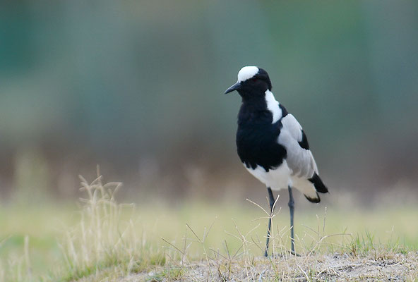 WAFFENKIEBITZ, BLACKSMITH LAPWING, VANELLUS ARMATUS