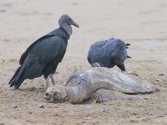 Rabengeier, Black Vulture - Coragyps atratus