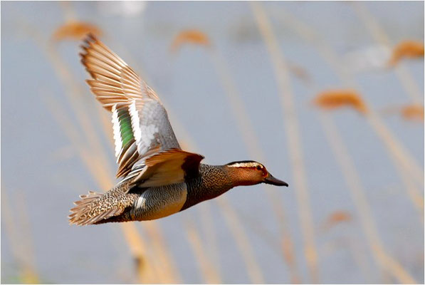 KNÄKENTE, GARGANEY, ANAS QUERQUEDULA