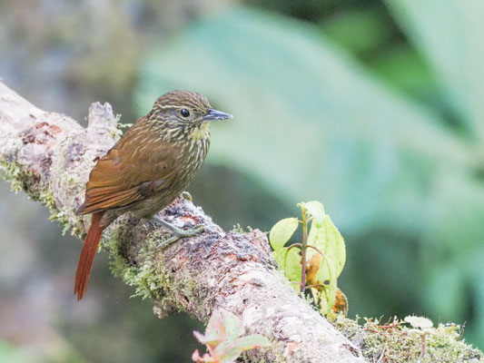 Streifenblattspäher, Lineated Foliage-gleaner - Syndactyla subalaris