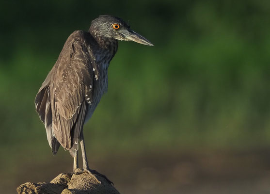 KRABBENREIHER, YELLOW-CROWNED NIGHT-HERON, NYCTANASSA VIOLACEA