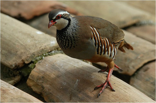ROTHUHN, RED-LEGGED PARTRIDGE, ALECTORIS RUFA