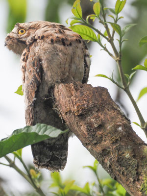 URUTAU-TAGESCHLÄFER, COMMON POTOO - NYCTIBIUS AETHEREUS