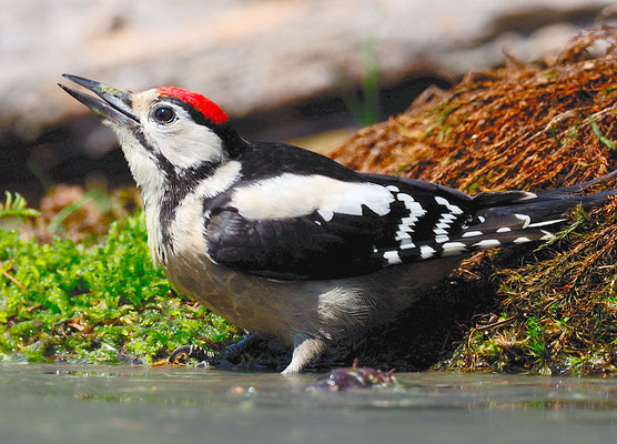 BUNTSPECHT, GREAT SPOTTED WOODPECKER, DENDROCOPOS MAJOR