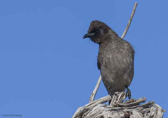 GRAUBÜLBÜL, COMMON BULBUL, PYCNONOTUS BARBATUS