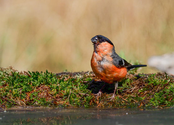 DOMPFAFF, BULLFINCH. PYRRHULA PYRRHULA