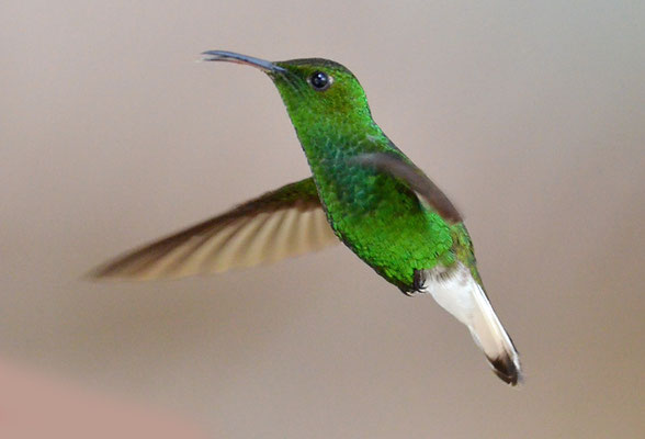 BRONZEKOPF-ELVIRAKOLIBRI, COPPERY-HEADED EMERALD, ELVIRA CUPREICEPS