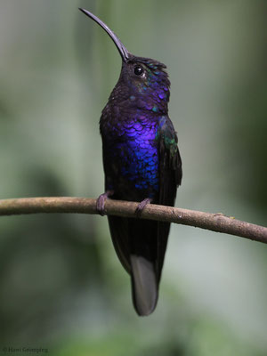 VIOLETTDEGENFLÜGEL, VIOLET SABREWING, CAMPYLOPTERUS HEMILEUCURUS