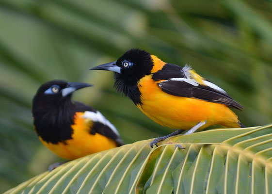 WEISSFLÜGELTRUPIAL,  VENEZUELAN TROUPIAL, ICTERUS ICTERUS