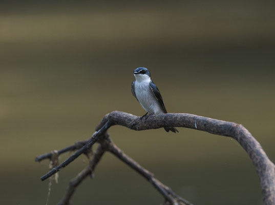 MANGROVENSCHWALBE, MANGROVE SWALLOW, TACHYCINETA ALBILINEA