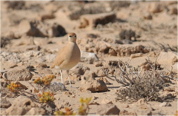 RENNVOGEL, CREAM-COLOURED COURSER, CURSORIUS CURSOR