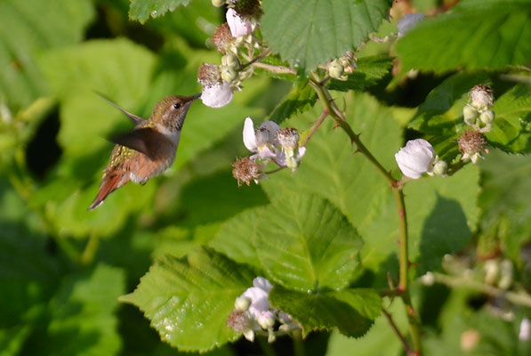 ROTRÜCKEN-ZIMTELFE, RUFOUS HUMMINGBIRD, SELASPHORUS RUFUS