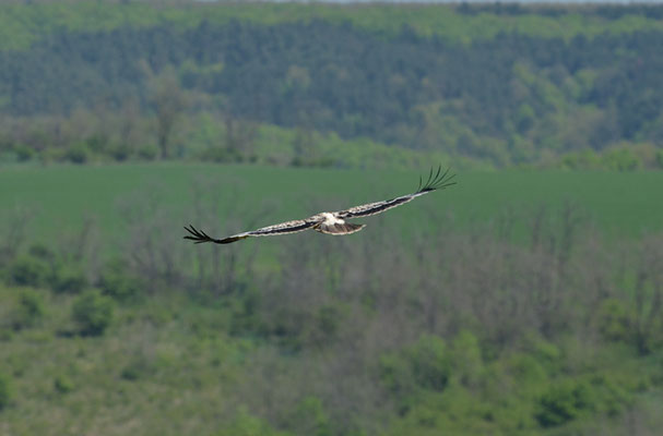 KAISERADLER, IMPERIAL EAGLE, AQUILA HELIACA