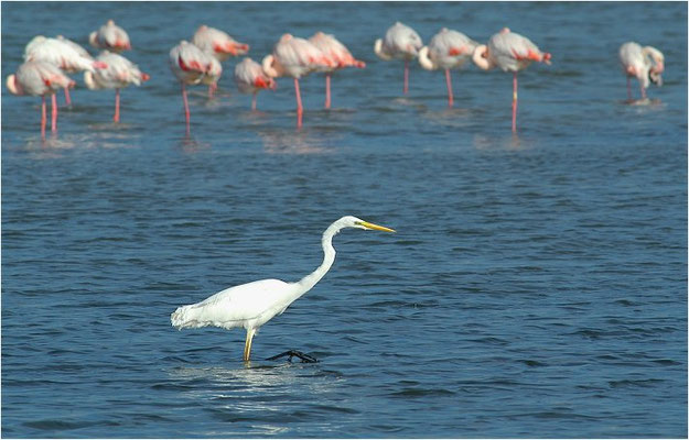 SILBERREIHER, GREAT EGRET, EGRETTA ALBA