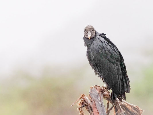 Rabengeier, Black Vulture - Coragyps atratus