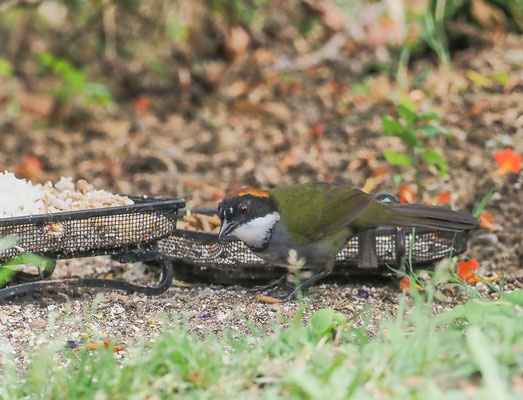 BRAUNKOPF-BUSCHAMMER, CHESTNUT-CAPPED BRUSH-FINCH, BUARREMON BRUNNEINUCHA