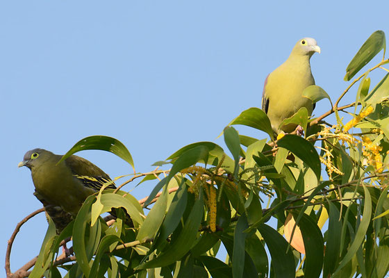 GRAUMASKENTAUBE, GREY-CHEEKED GREEN PIGEON, TRERON GRISEICAUDA