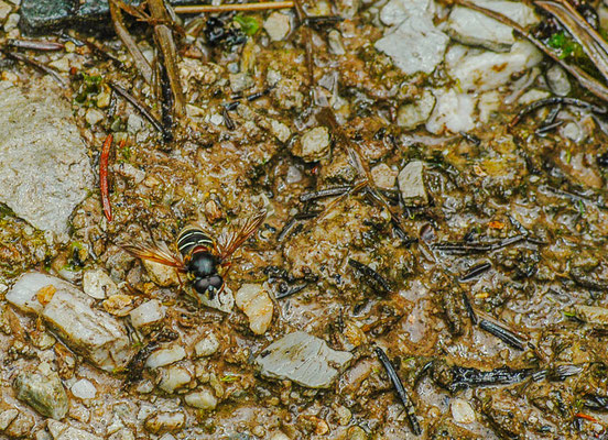 WEISSBAND-TORFSCHWEBFLIEGE,  SERICOMYIA LAPPONA