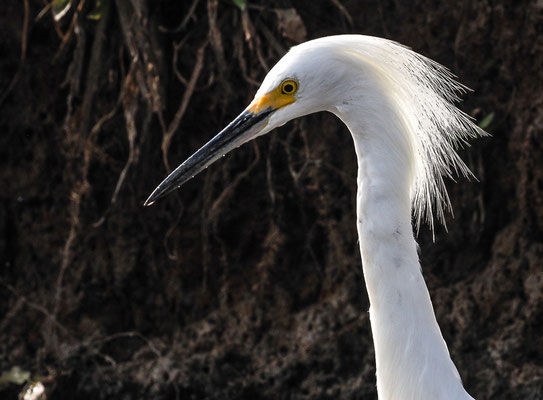 SCHMUCKREIHER, SNOWY EGRET, EGRETTA THULA
