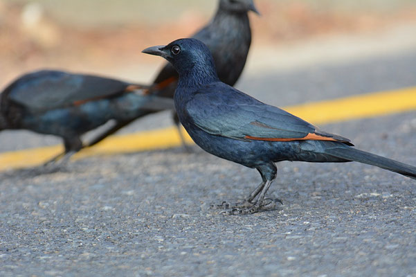 ROTSCHWINGENSTAR, RED-WINGED STARLING, ONYCHOGNATHUS MORIO