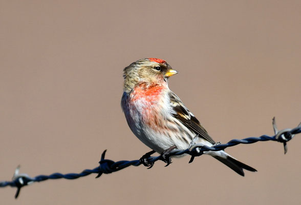TAIGABIRKENZEISIG, COMMON REDPOLL, ACANTHIS FLAMMEA