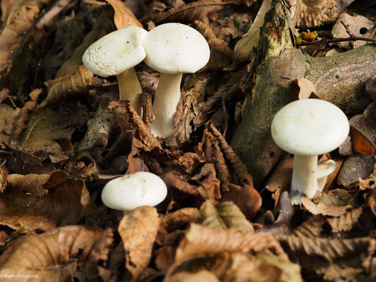 Bleiweißer Trichterling - Clitocybe phyllophila
