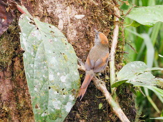 Azaraschlüpfer, Azara´s Spinetail - Synallaxis azarae