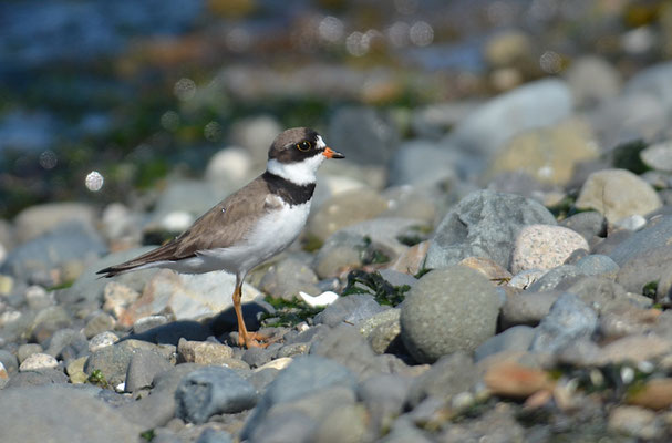 AMERIKANISCHER SANDREGENPFEIFER, SEMIPALMATED PLOVER, CHARADRIUS SEMIPALMATUS