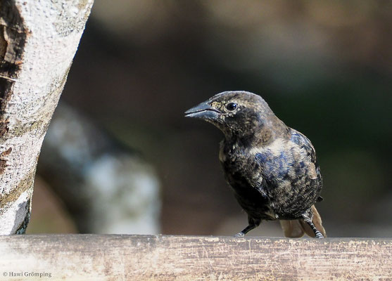 SEIDENKUHSTÄRLING, SHINY COWBIRD, MOLOTHRUS BONARIENSIS