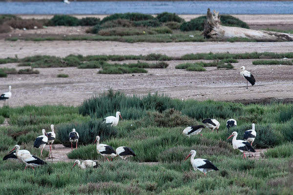 WEISSSTORCH, WHITE STORK,  CICONIA CICONIA