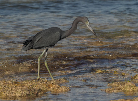 BLAUREIHER, LITTLE BLUE HERON, EGRETTA CAERULEA