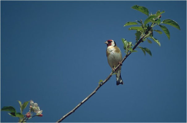 STIEGLITZ, GOLDFINCH, CARDUELIS CARDUELIS