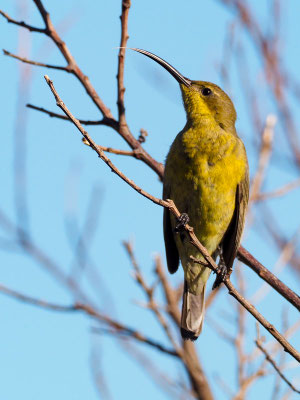 Malachitnektarvogel, malachite sunbird, nectarinia famosa