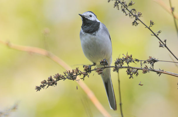 BACHSTELZE, WHITE WAGTAIL, MOTACILLA ALBA