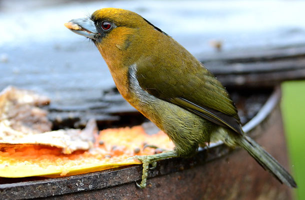 Aztekenbartvogel, Prong-billed Barbet, Semnornis frantzii