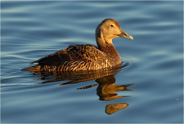 EIDERENTE, EIDER, SOMATERI MOLLISSIMA