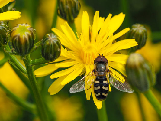 Späte Großstirnschwebfliege, Scaeva pyrastri