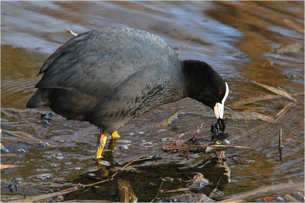 BLÄSSRALLE, EURASIAN COOT, FULICA ATRA 