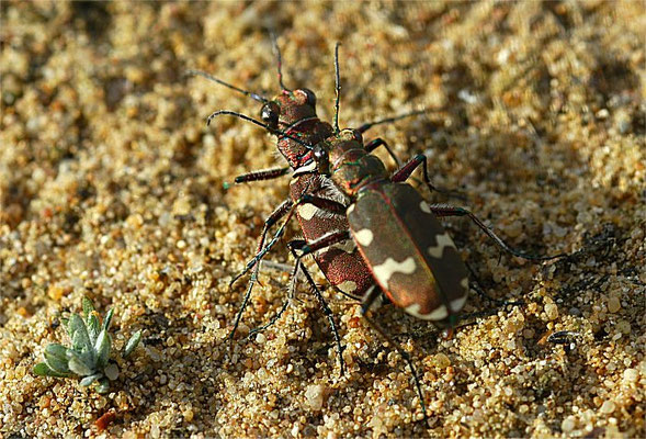 Brauner Sandlaufkäfer bei der Paarung