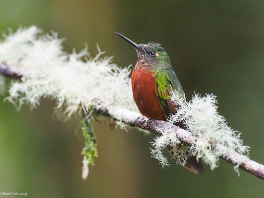 ROTBAUCHKOLIBRI, CHESTNUT-BREASTED CORONET - BOISSONNEAUA MATTHEWSII