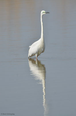 SILBERREIHER, GREAT EGRET, EGRETTA ALBA